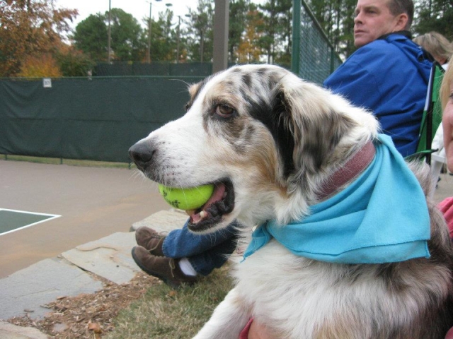 Austin Bolt (the A dog)--tennis junkie too!